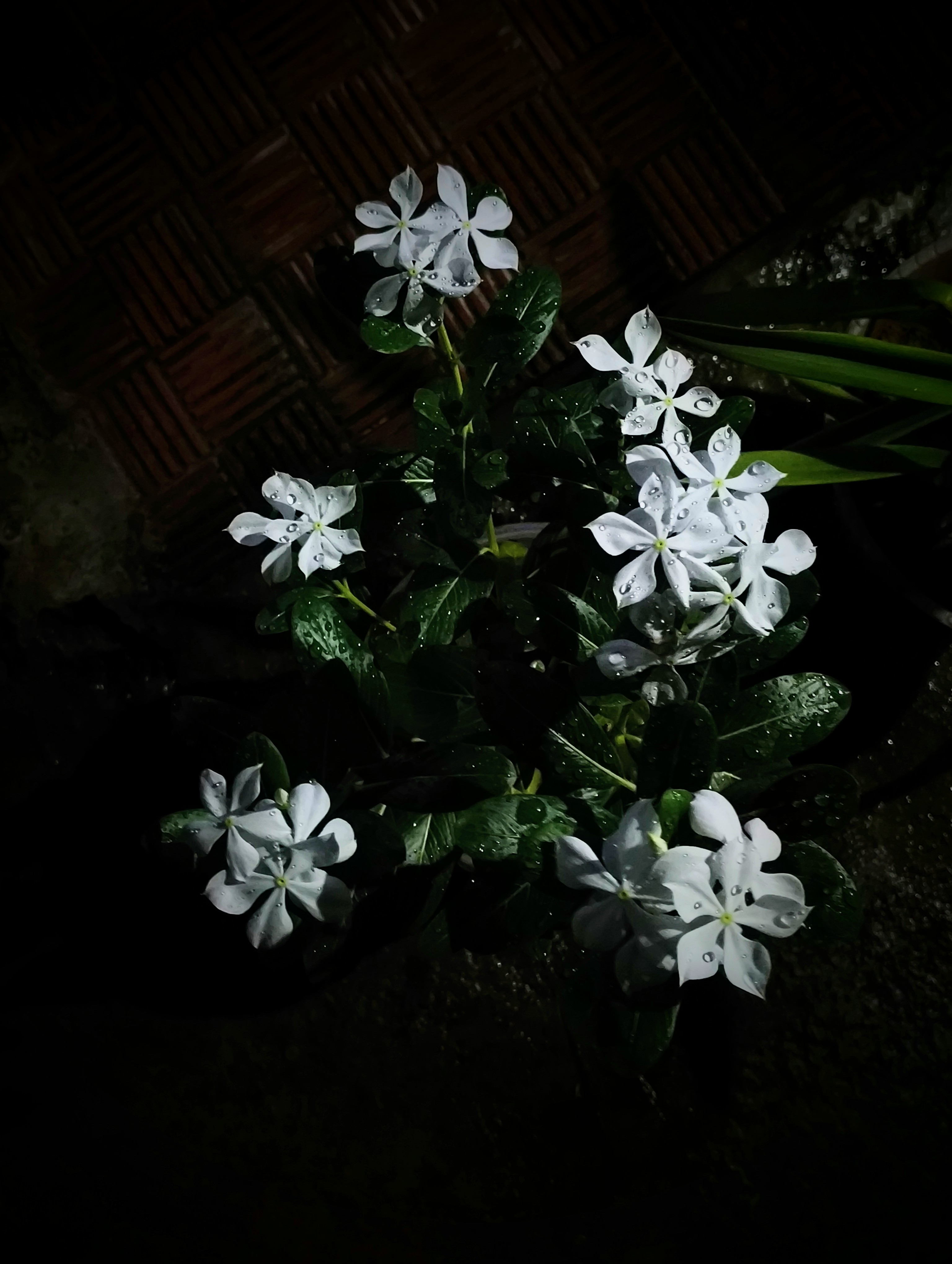 Midnight botanical flower with dew